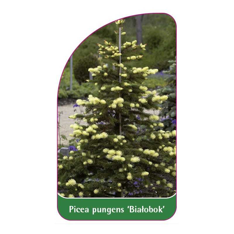 picea-pungens-bialobok-1