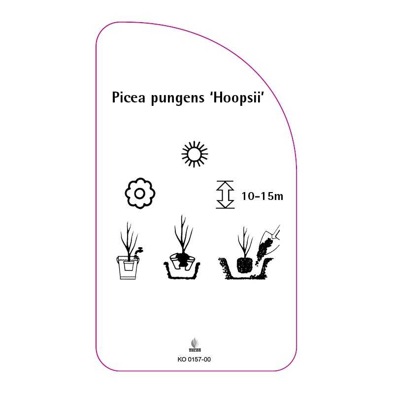picea-pungens-hoopsii-0