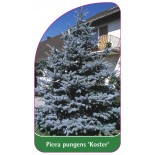 picea-pungens-koster-1