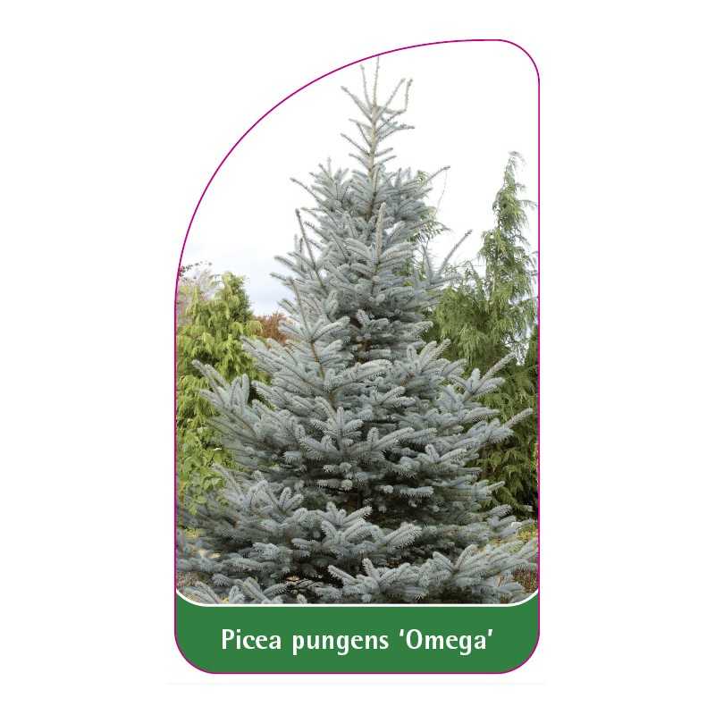 picea-pungens-omega-1