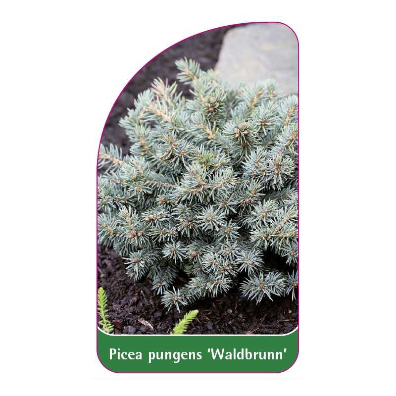 picea-pungens-waldbrunn-1