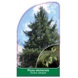 picea-sitchensis1