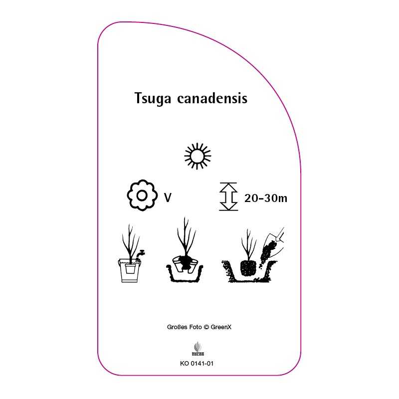 tsuga-canadensis0