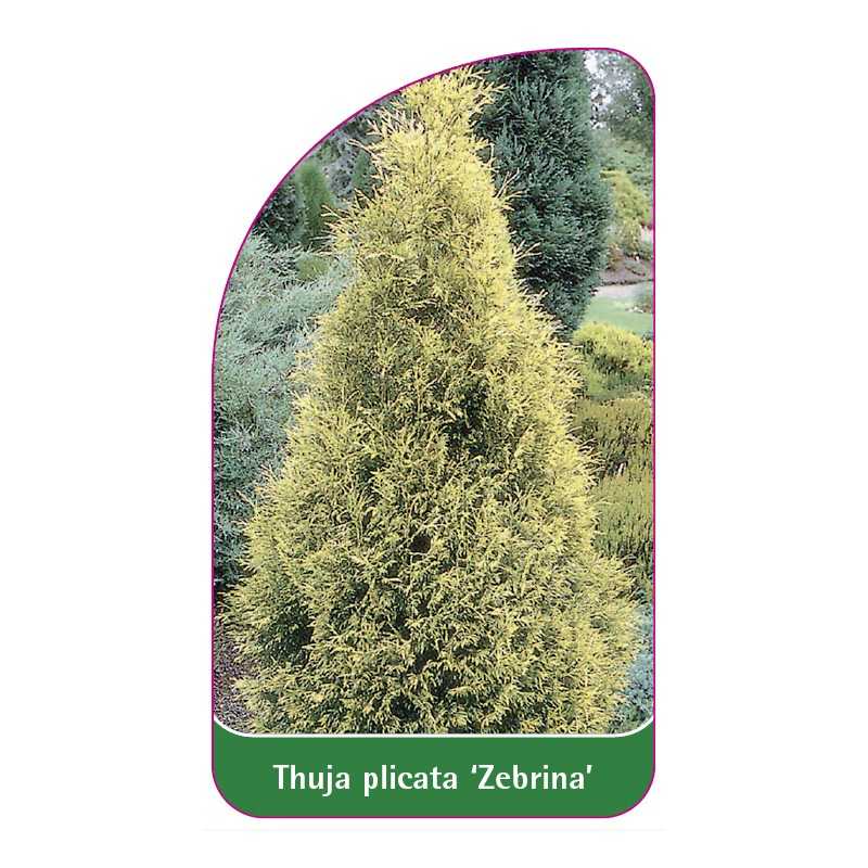 thuja-plicata-zebrina-1