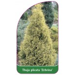 thuja-plicata-zebrina-1
