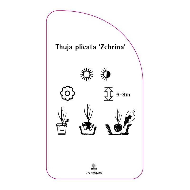 thuja-plicata-zebrina-0