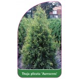 thuja-plicata-aurescens-1