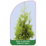 thuja-occidentalis-degroot-s-spire-1