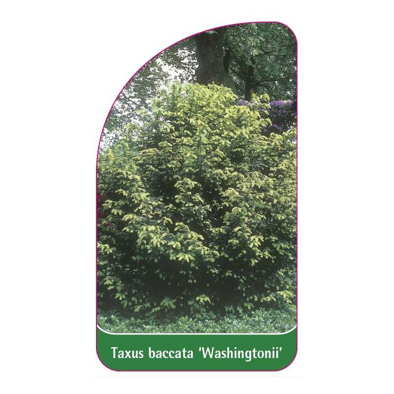 taxus-baccata-washingtonii-1