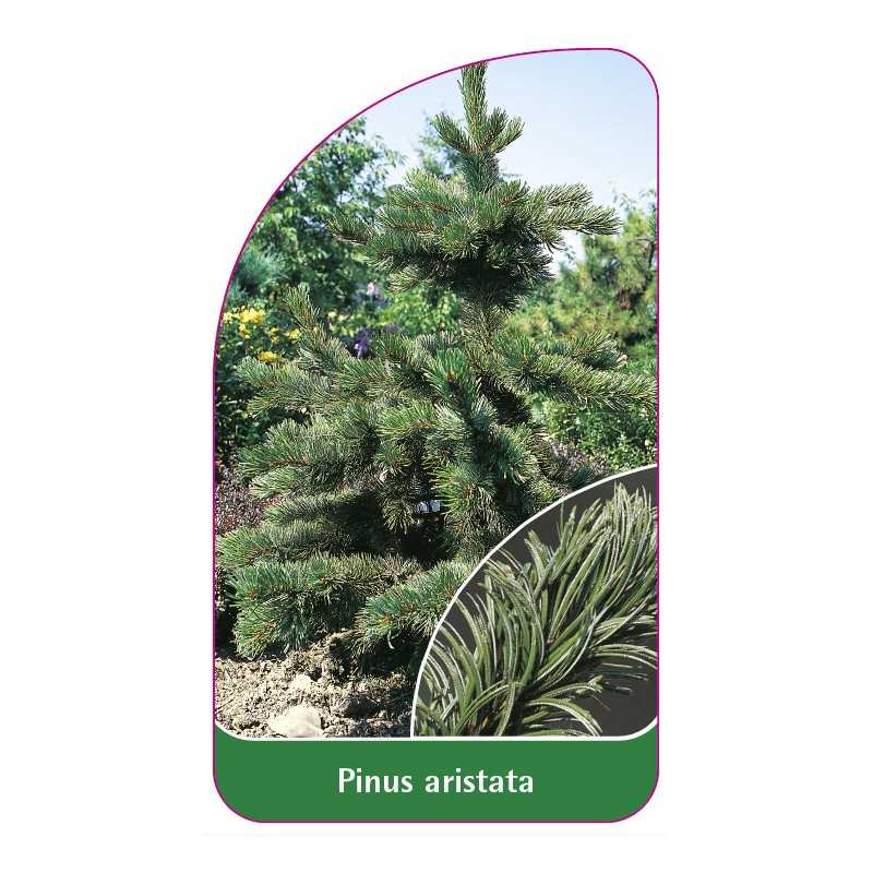 pinus-aristata1