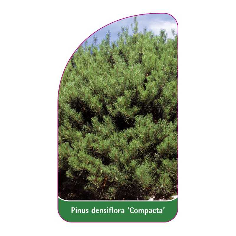 pinus-densiflora-compacta-1