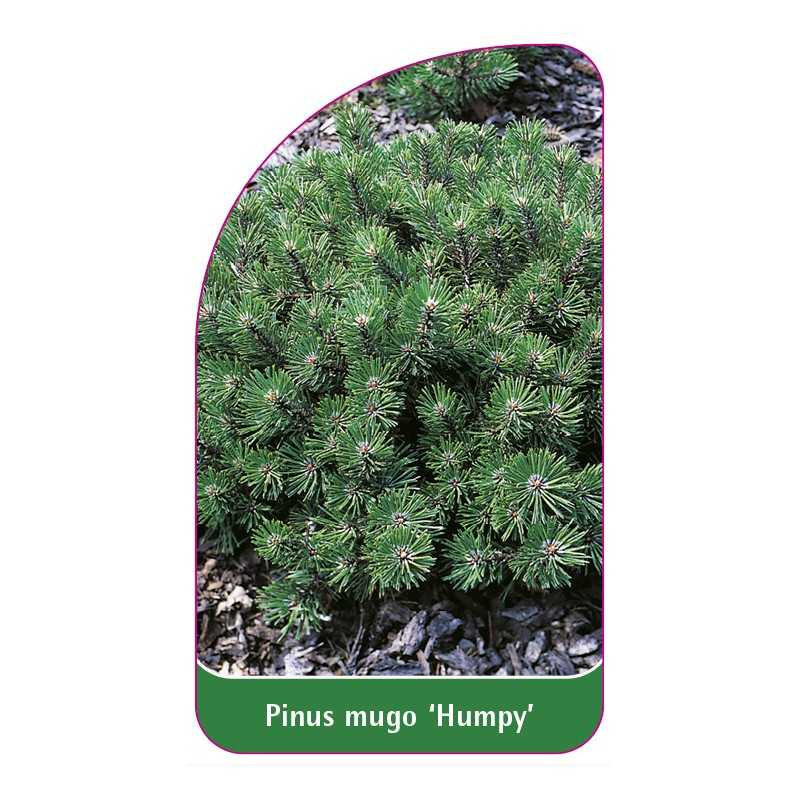 pinus-mugo-humpy-1