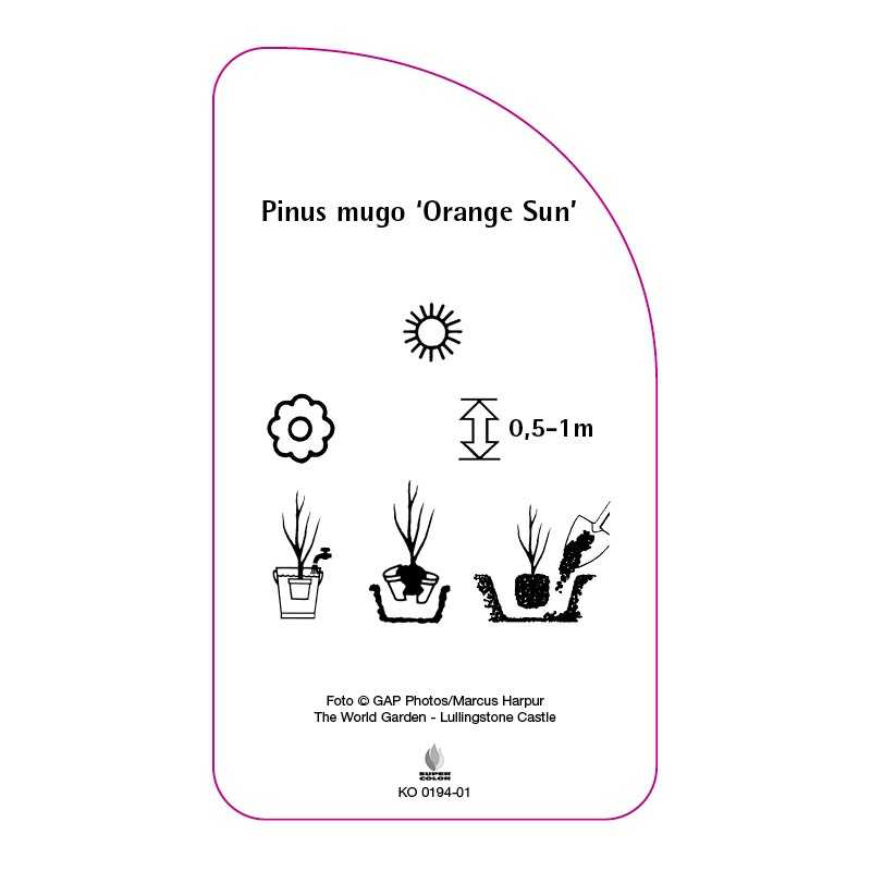 pinus-mugo-orange-sun-0