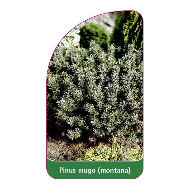 pinus-mugo-montana1