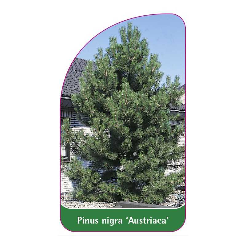 pinus-nigra-austriaca-1