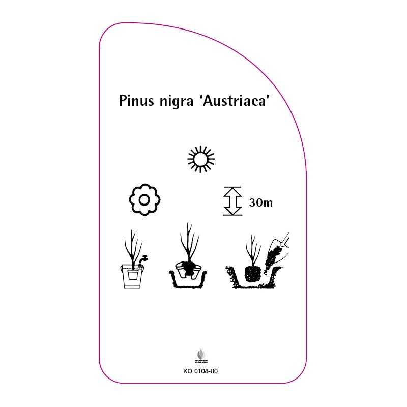 pinus-nigra-austriaca-0