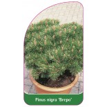 pinus-nigra-brepo-1