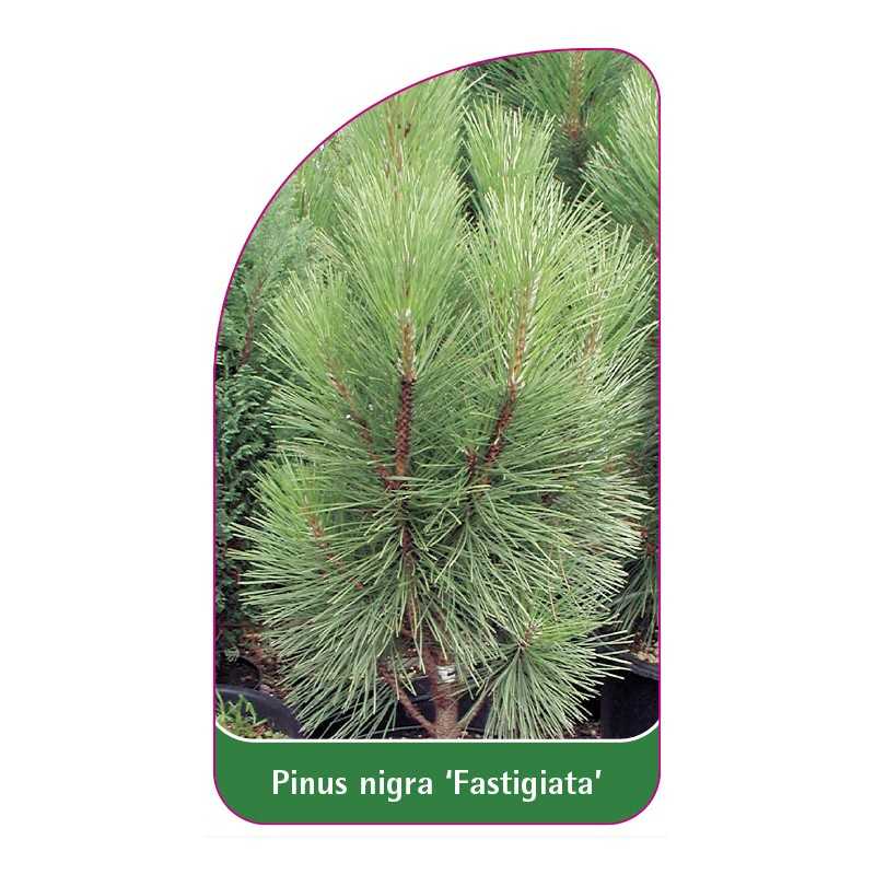pinus-nigra-fastigiata-1
