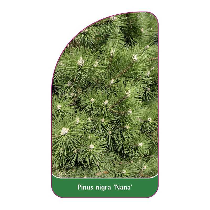 pinus-nigra-nana-1