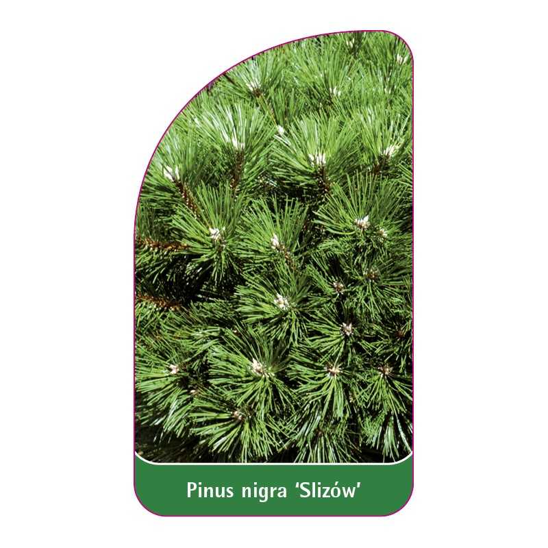 pinus-nigra-slizow-1