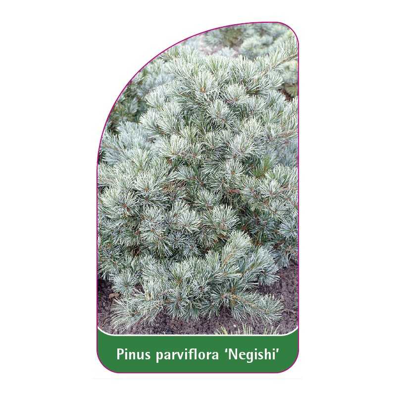 pinus-parviflora-negishi-1