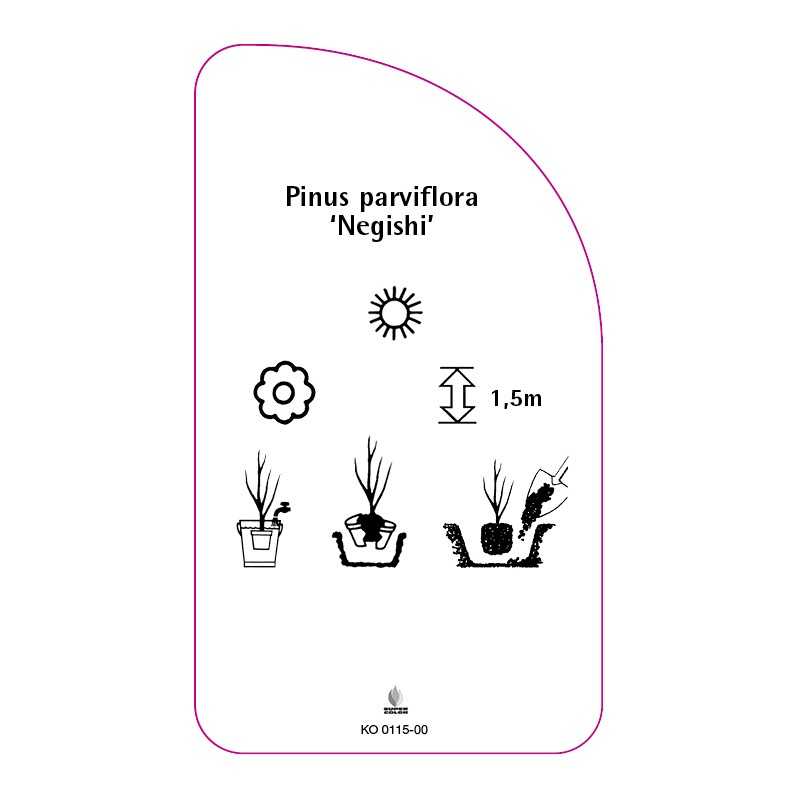 pinus-parviflora-negishi-0
