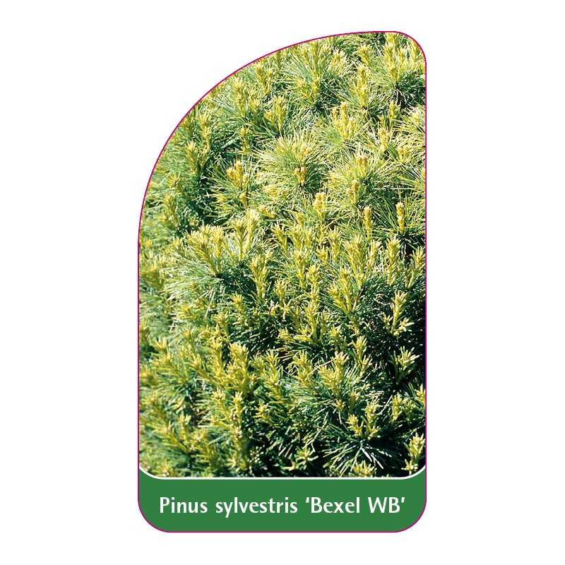 pinus-sylvestris-bexel-wb-1
