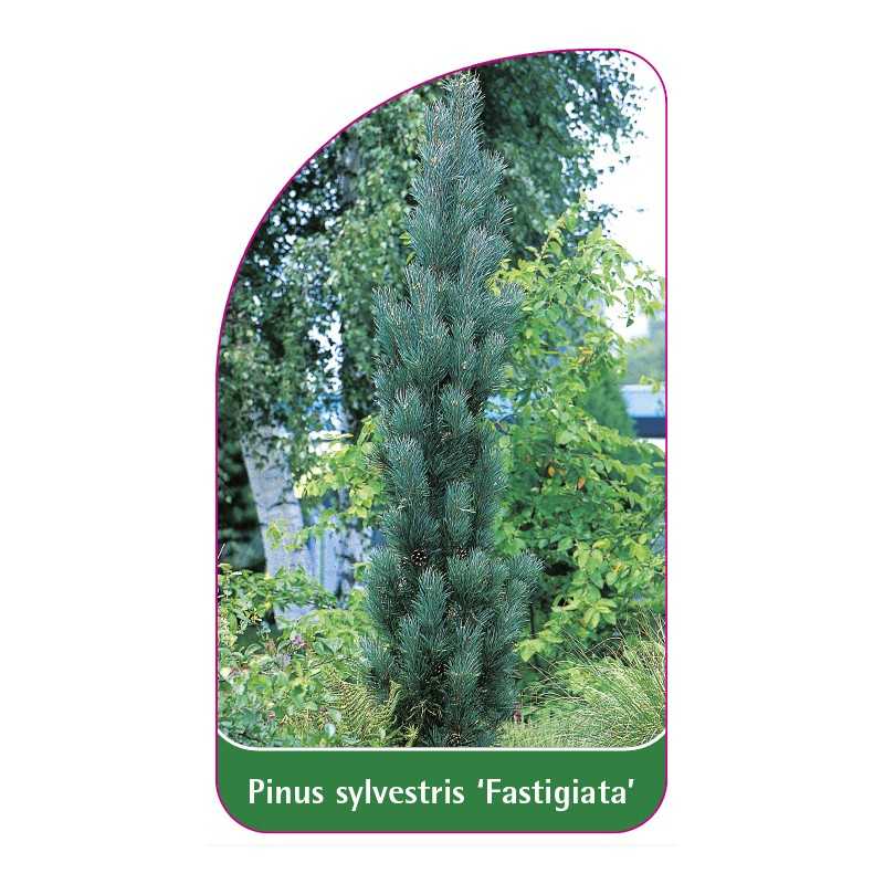 pinus-sylvestris-fastigiata-1