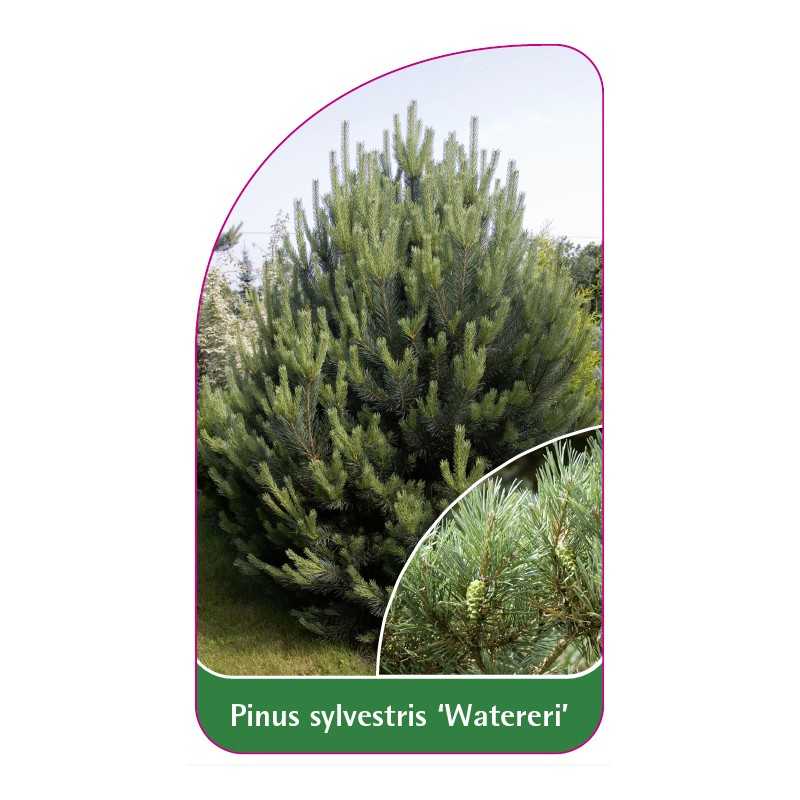 pinus-sylvestris-watereri-1