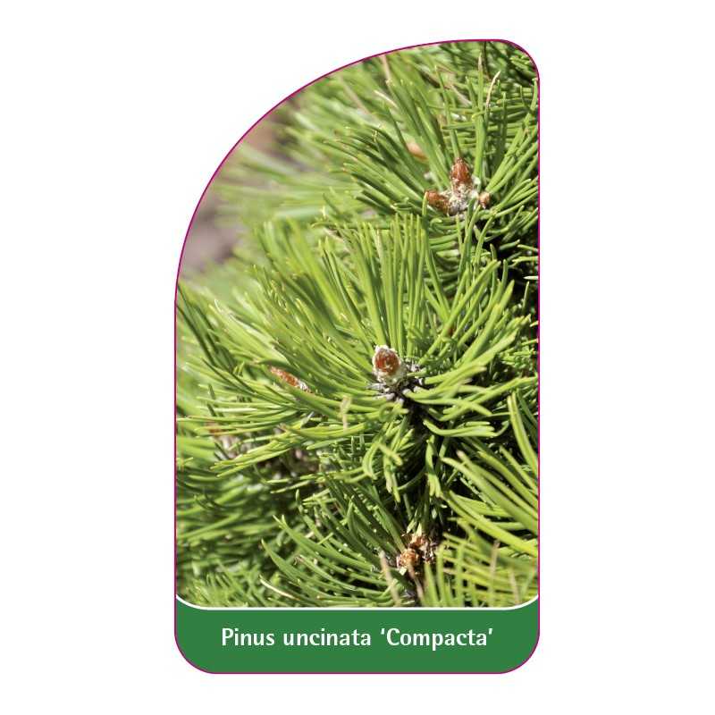 pinus-uncinata-compacta-1