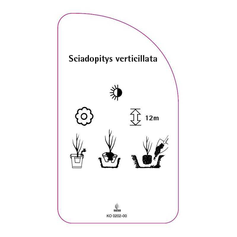 sciadopitys-verticillata0