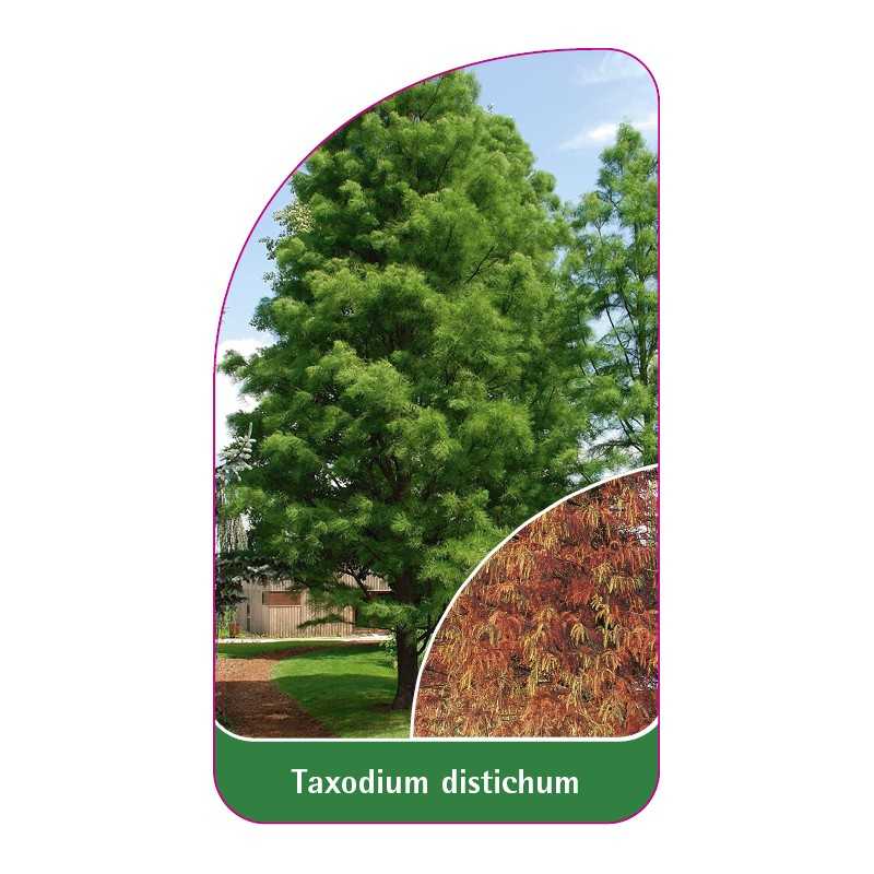 taxodium-distichum1
