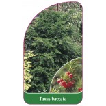 taxus-baccata1
