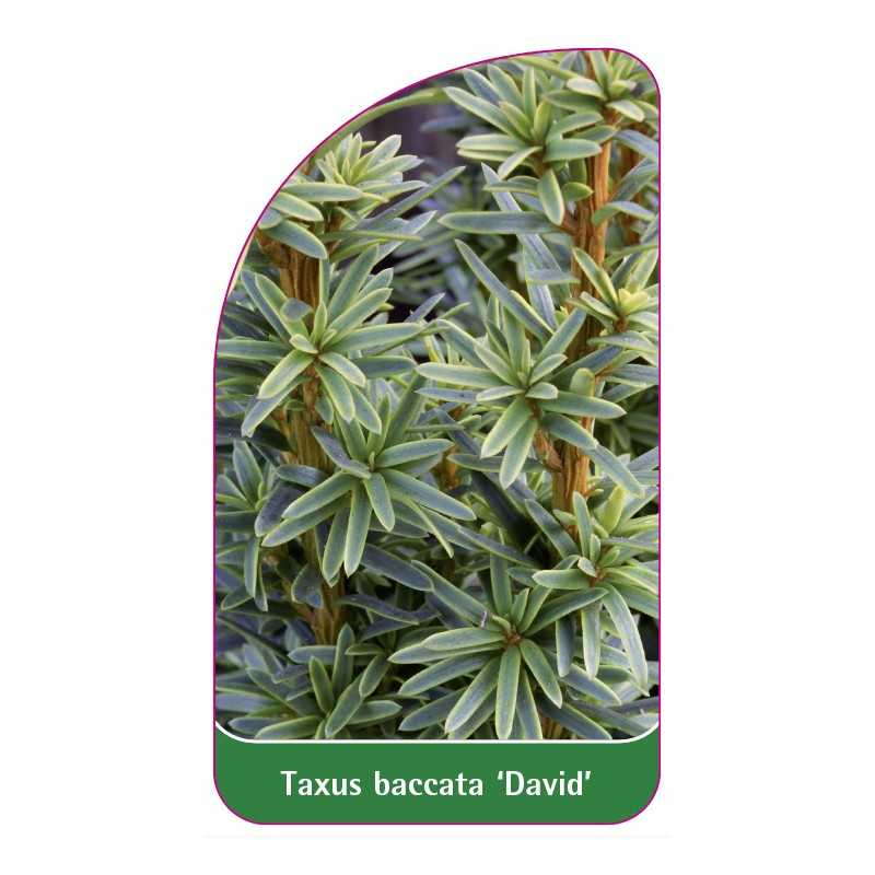 taxus-baccata-david-a1
