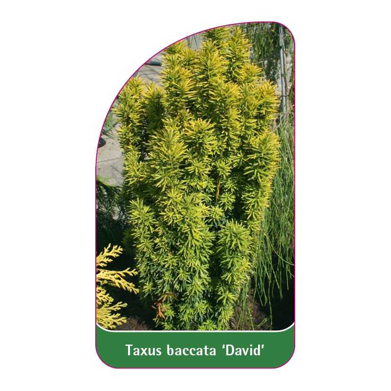 taxus-baccata-david-b1