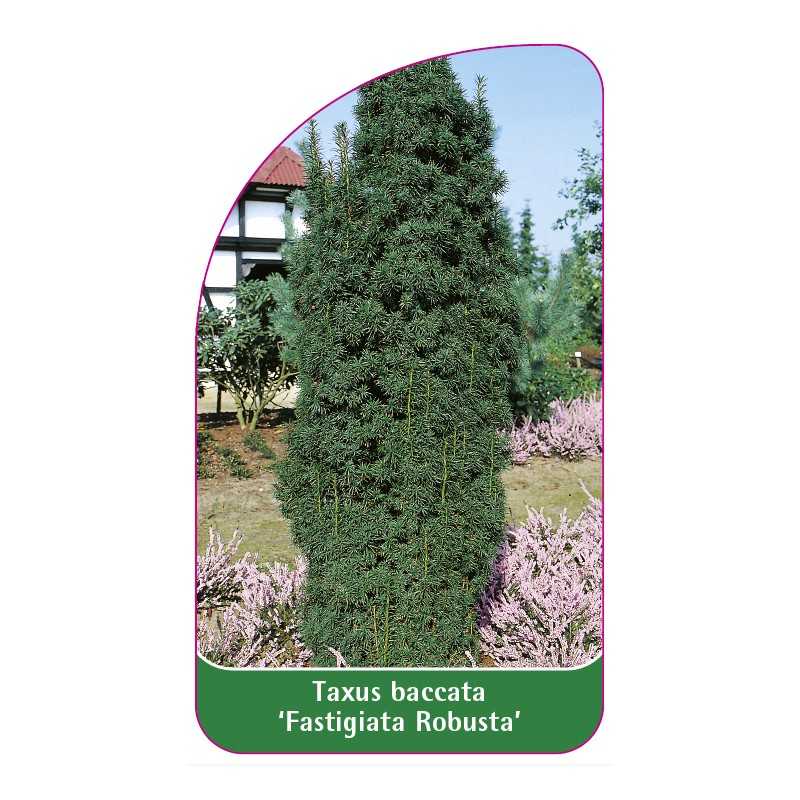 taxus-baccata-fastigiata-robusta-1