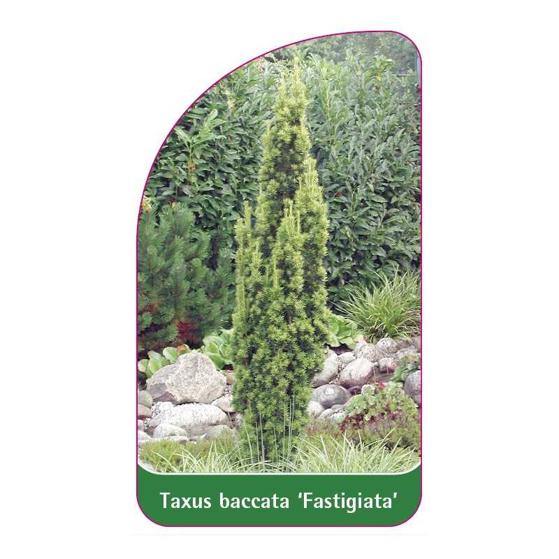 taxus-baccata-fastigiata-1