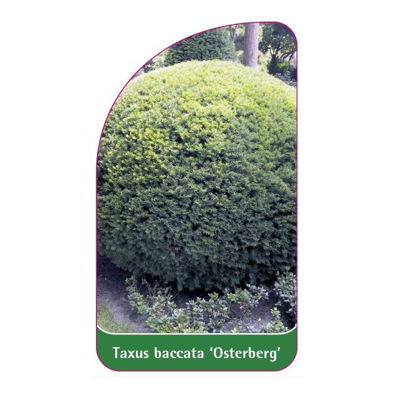 taxus-baccata-osterberg-1