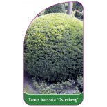 taxus-baccata-osterberg-1