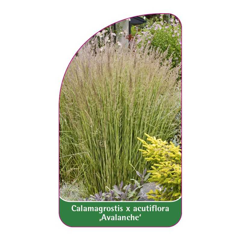 calamagrostis-x-acutiflora-avalanche-1