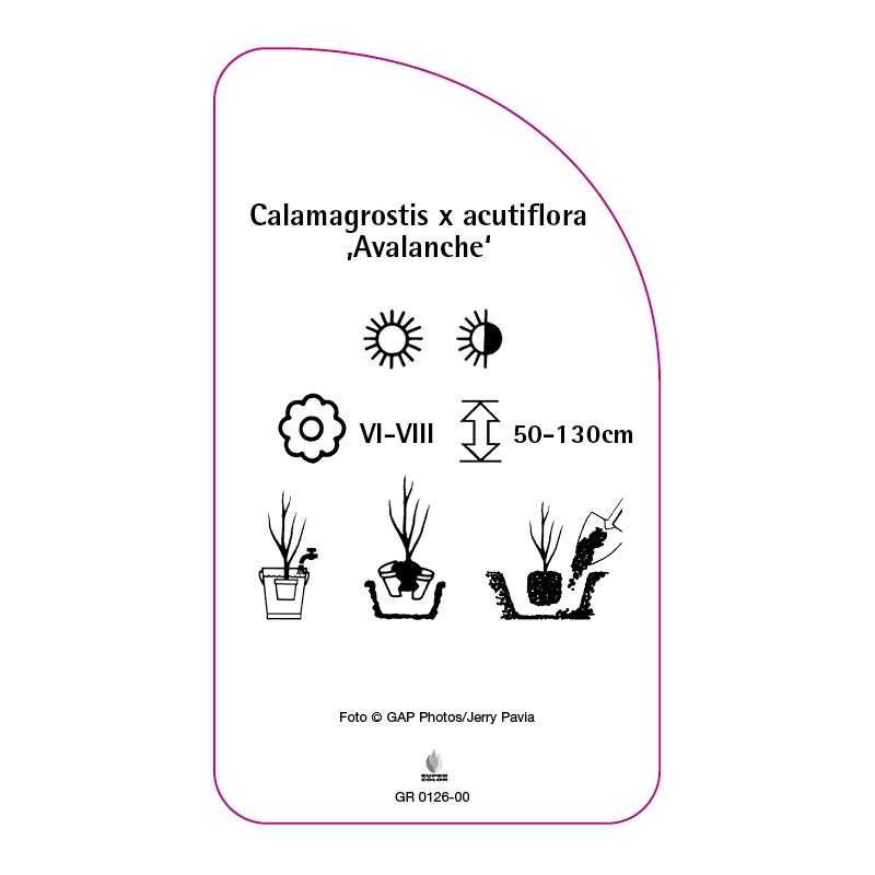 calamagrostis-x-acutiflora-avalanche-0