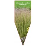 calamagrostis-x-acutiflora-avalanche-b1
