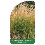 calamagrostis-x-acutiflora-karl-foerster-b1