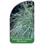 calamagrostis-x-acutiflora-karl-foerster-a1