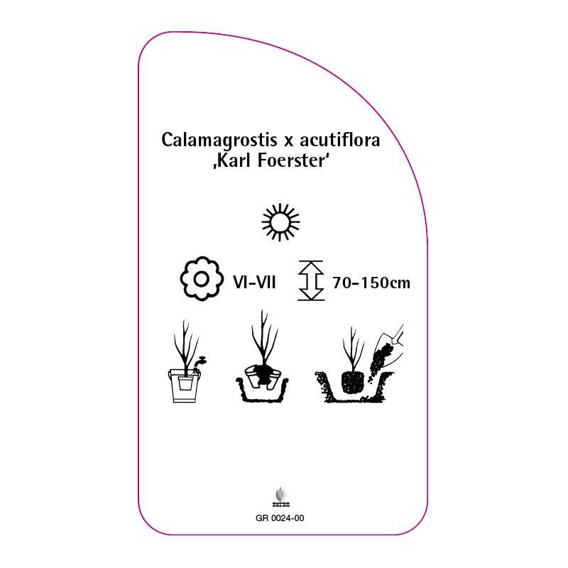 calamagrostis-x-acutiflora-karl-foerster-a0
