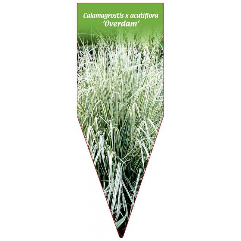 calamagrostis-x-acutiflora-overdam-b1