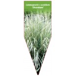 calamagrostis-x-acutiflora-overdam-b1