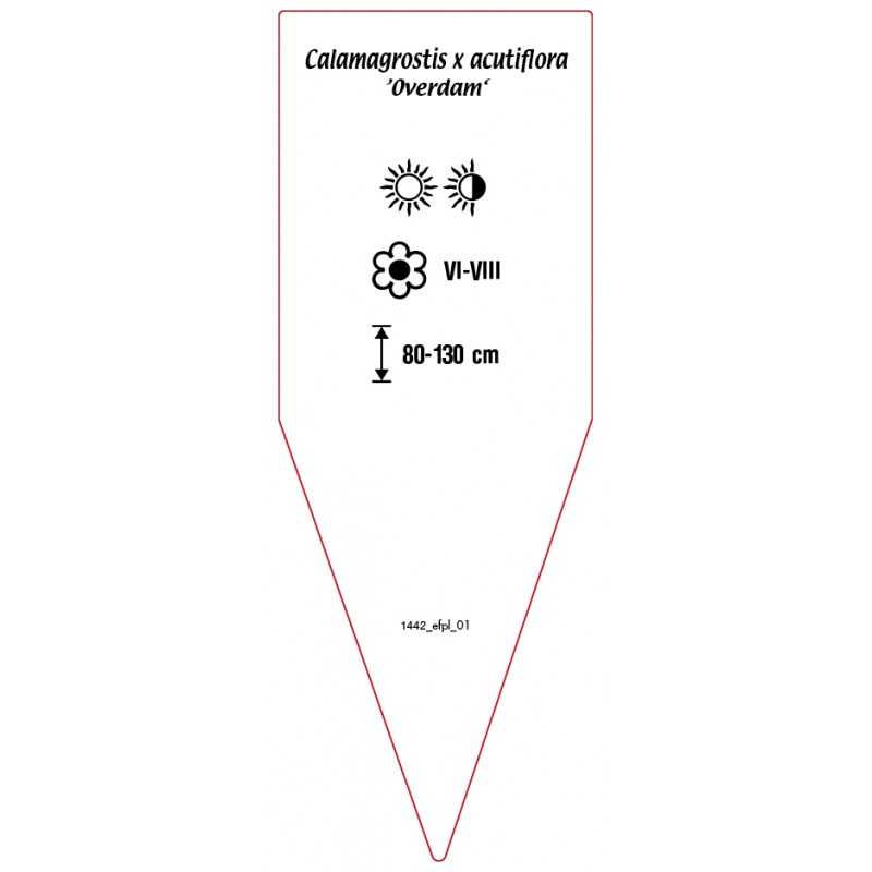 calamagrostis-x-acutiflora-overdam-b0
