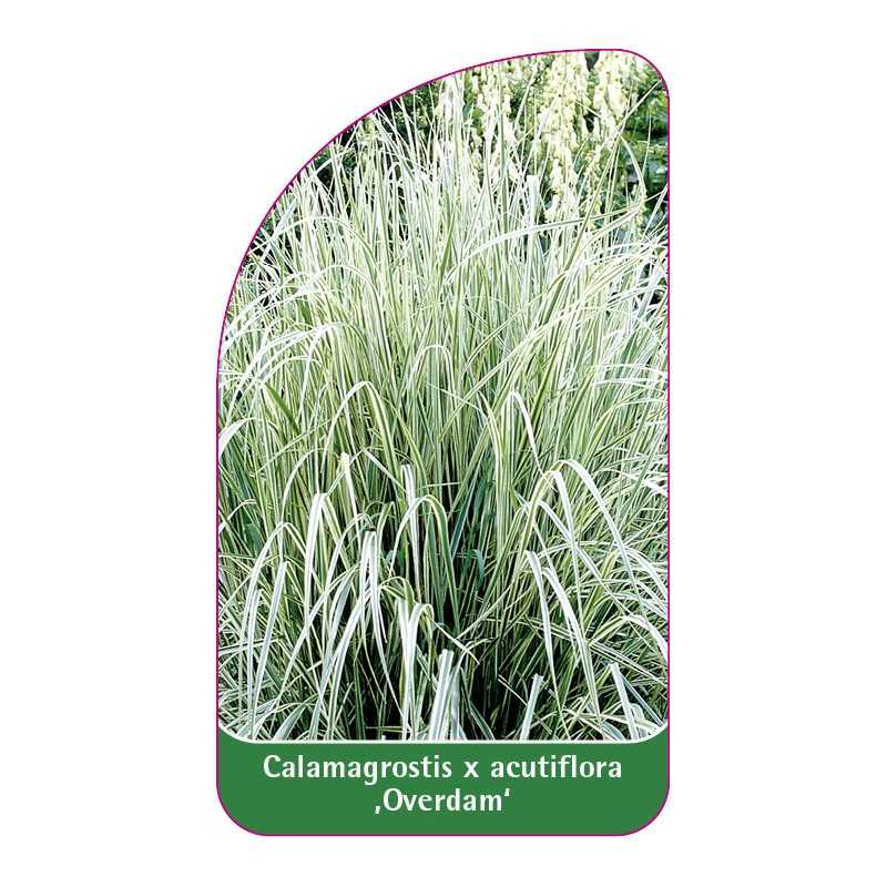 calamagrostis-x-acutiflora-overdam-1