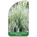 calamagrostis-x-acutiflora-overdam-1